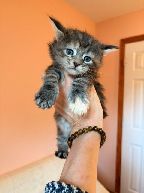 Tiny gray-and-white kitten held up on a person’s arm against an orange wall