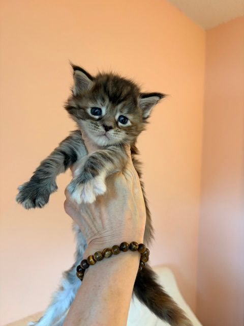 Small fluffy kitten being held up by a hand against a peach-colored wall