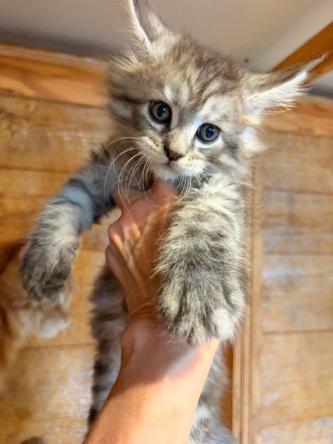 Fluffy gray tabby kitten being held up by a hand indoors