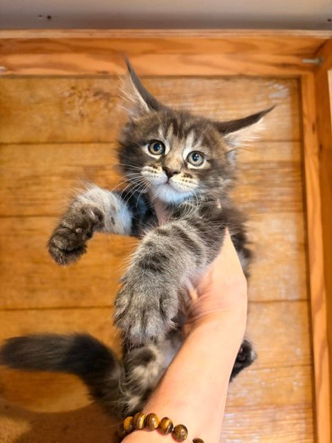 Fluffy tabby kitten being held up by a hand against a wooden wall.