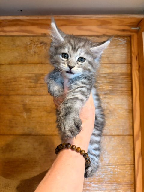 Gray tabby kitten being held up by a hand against a wooden wall