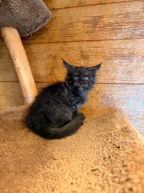 Black kitten sitting on a beige cat tree, looking at the camera.