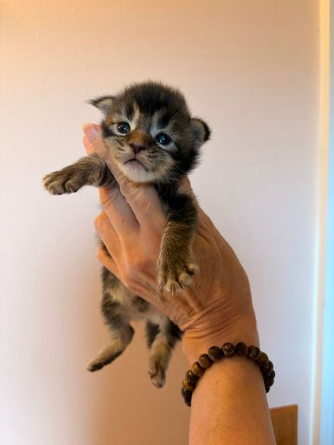 Tiny tabby kitten being held up by a hand against a warm indoor background