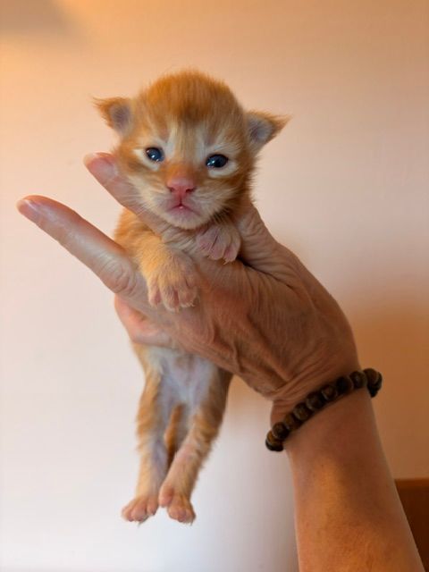 Tiny orange kitten held up in a hand, looking at the camera with a pink nose and blue eyes.