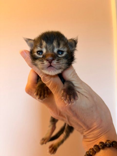 Tiny tabby kitten held in a hand against a soft beige background