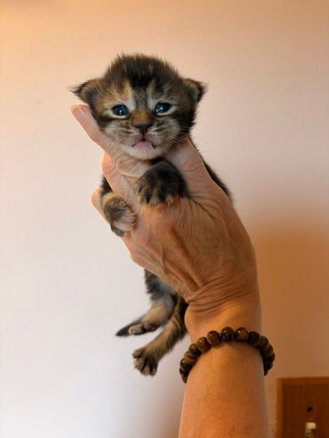 Tiny tabby kitten being held up in a hand, with wide eyes and a pink background.