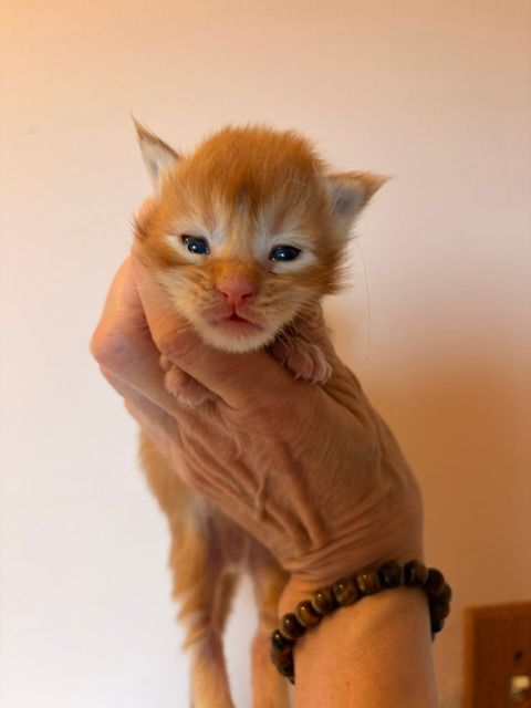 Small orange kitten being held in a hand, looking sleepy against a plain background.