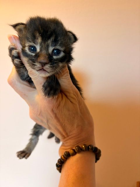 Tiny black-and-brown kitten being held up in a hand against a plain peach background