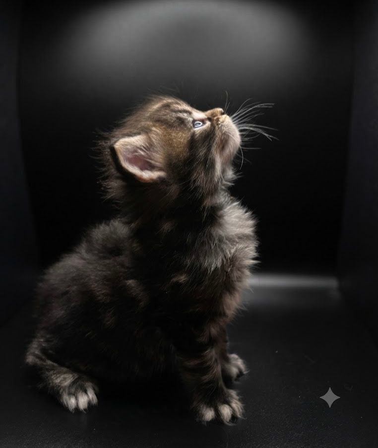 Tiny black-and-brown kitten gazing upward against a dark background.