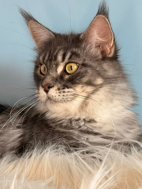 Bella
