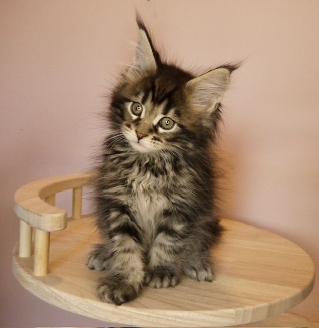 Maine coon kitten