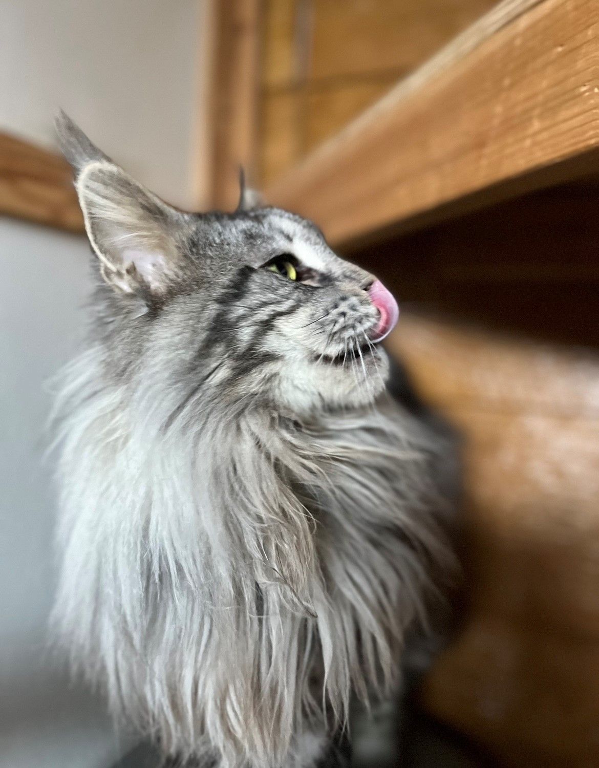 Maine coon kitten