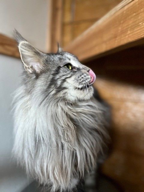 Maine coon kitten