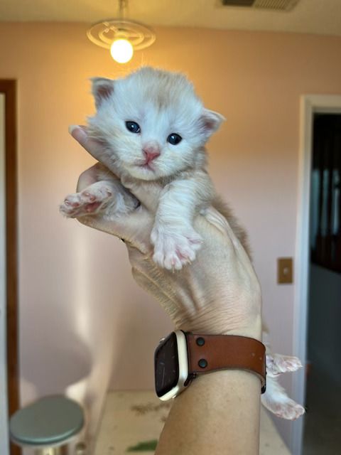 Maine coon kitten