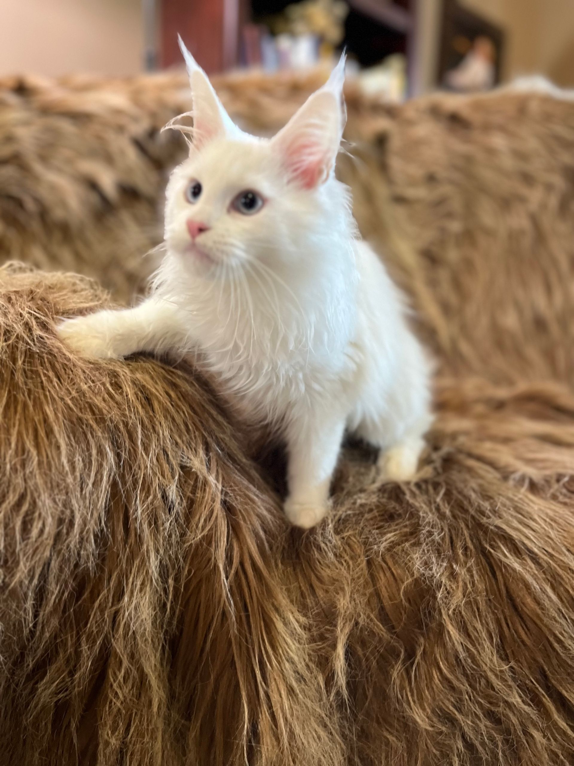 Maine coon kitten