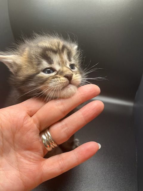 A person is holding a small kitten in her hand