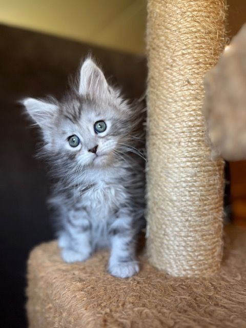 A kitten is sitting on top of a scratching post