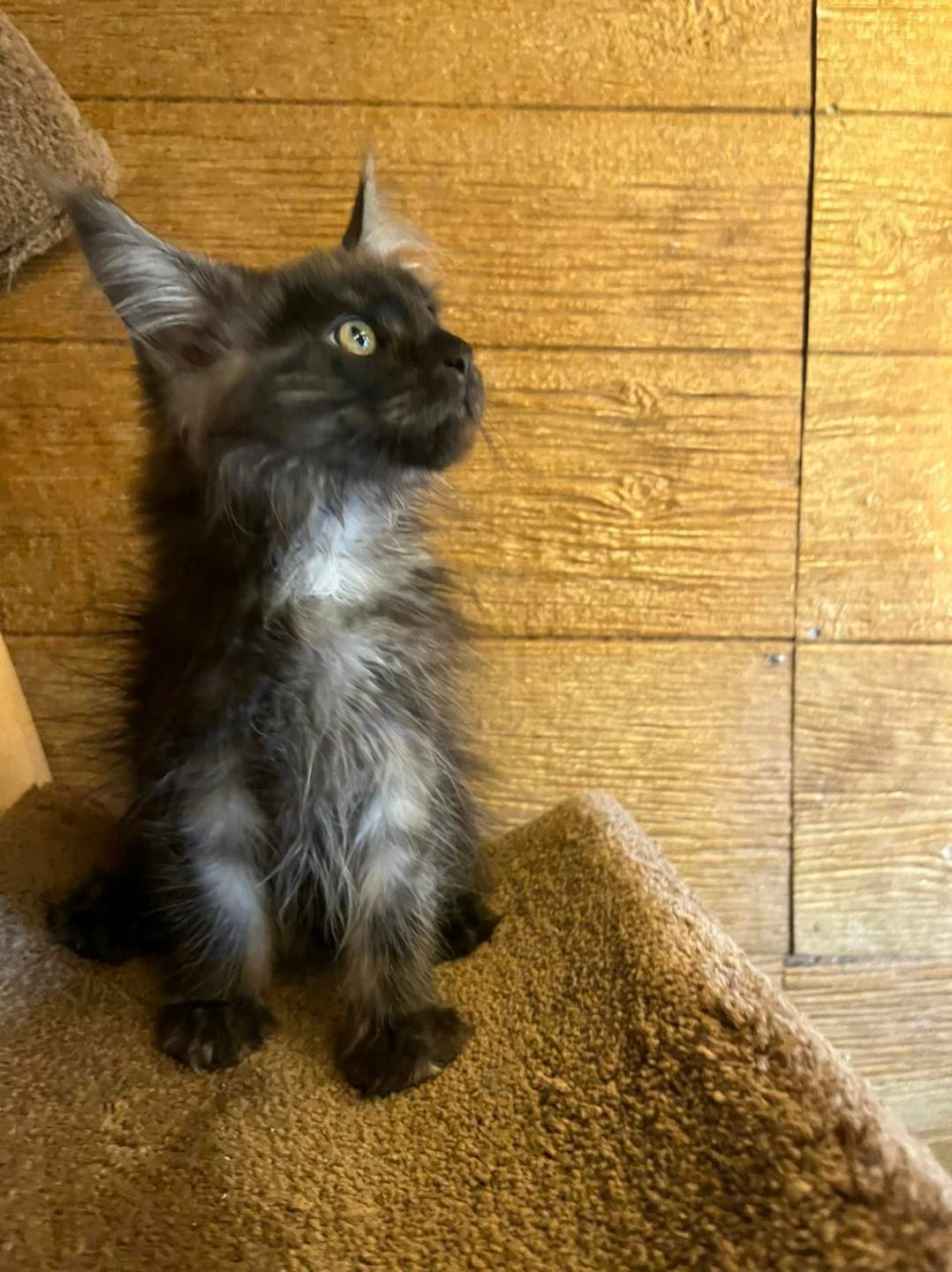 Maine coon kitten