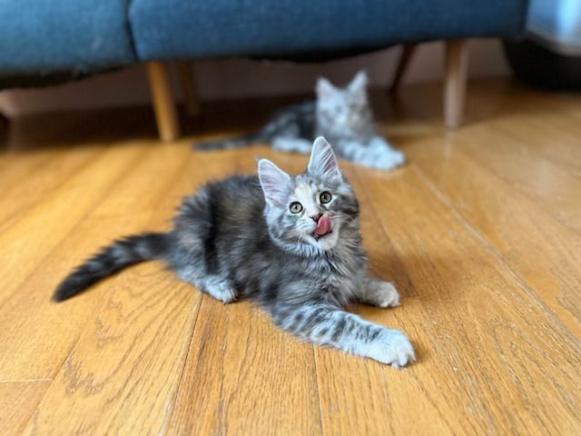 Two kittens are laying on a wooden floor next to a couch