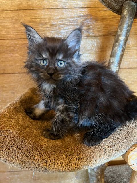 A black kitten is sitting