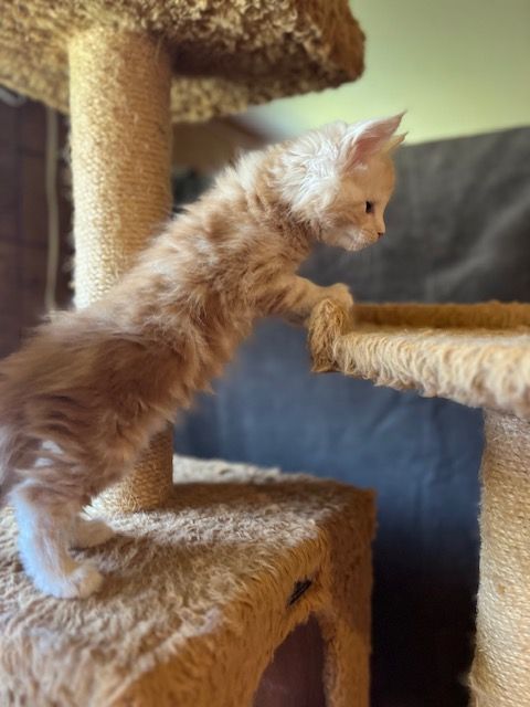 A kitten is standing on its hind legs on a cat tree