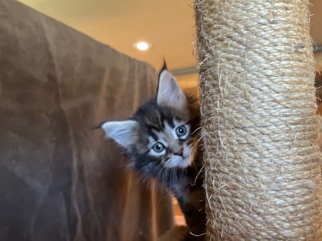 A kitten is peeking out from behind a rope scratching post