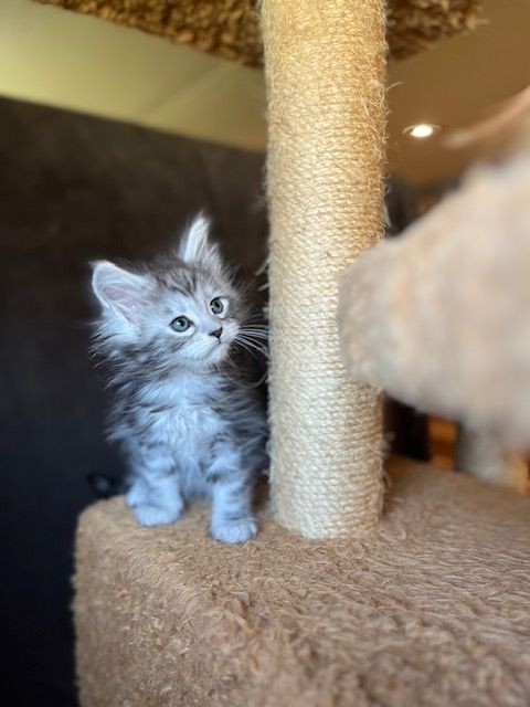 A kitten is standing on top of a cat tree