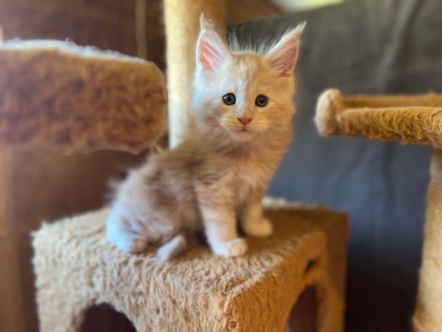 A kitten is sitting on top of a cat tree