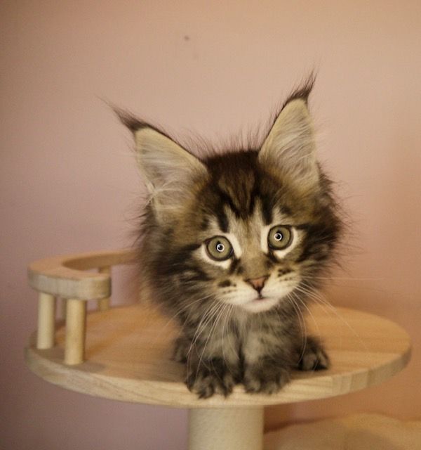 A kitten is sitting on a wooden table