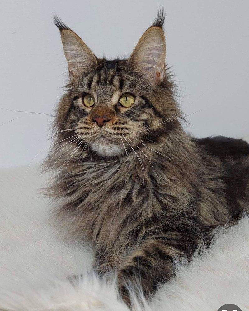 A fluffy cat is laying on a white blanket and looking at the camera.