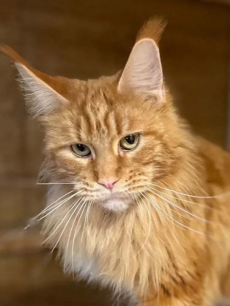 Close-up of a fluffy orange tabby cat with green eyes, looking calmly at the camera.