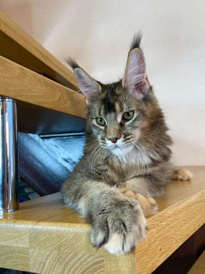 brown cat sitting on stairs