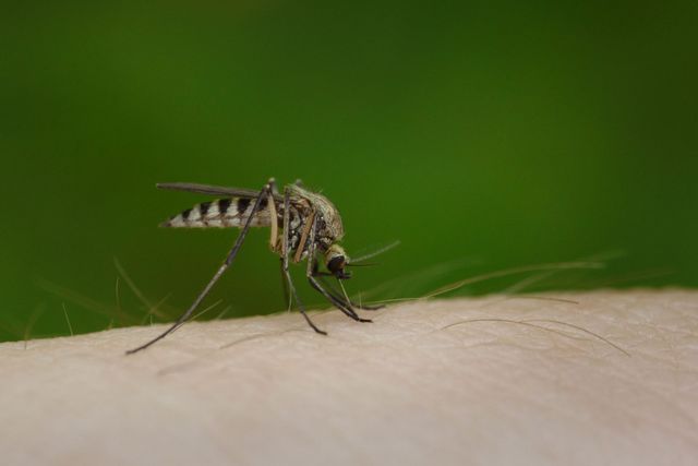 mosquito control service