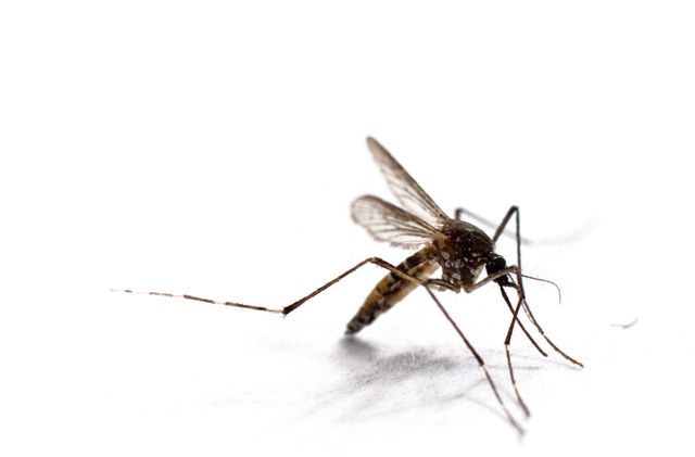A mosquito with translucent wings and long proboscis, standing on a white surface.