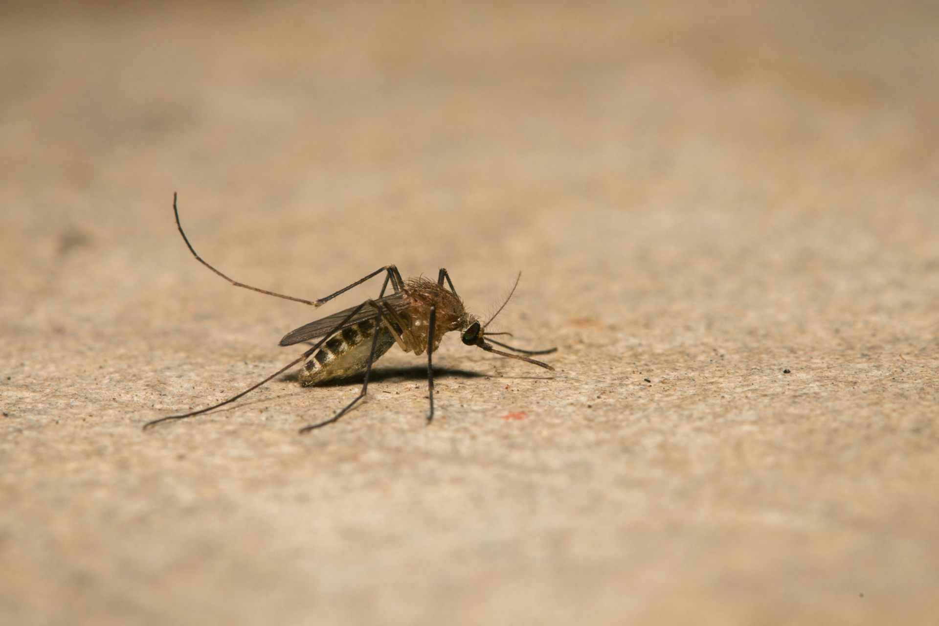 mosquito control service
