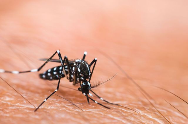Black-and-white mosquito feeding on human skin close-up
