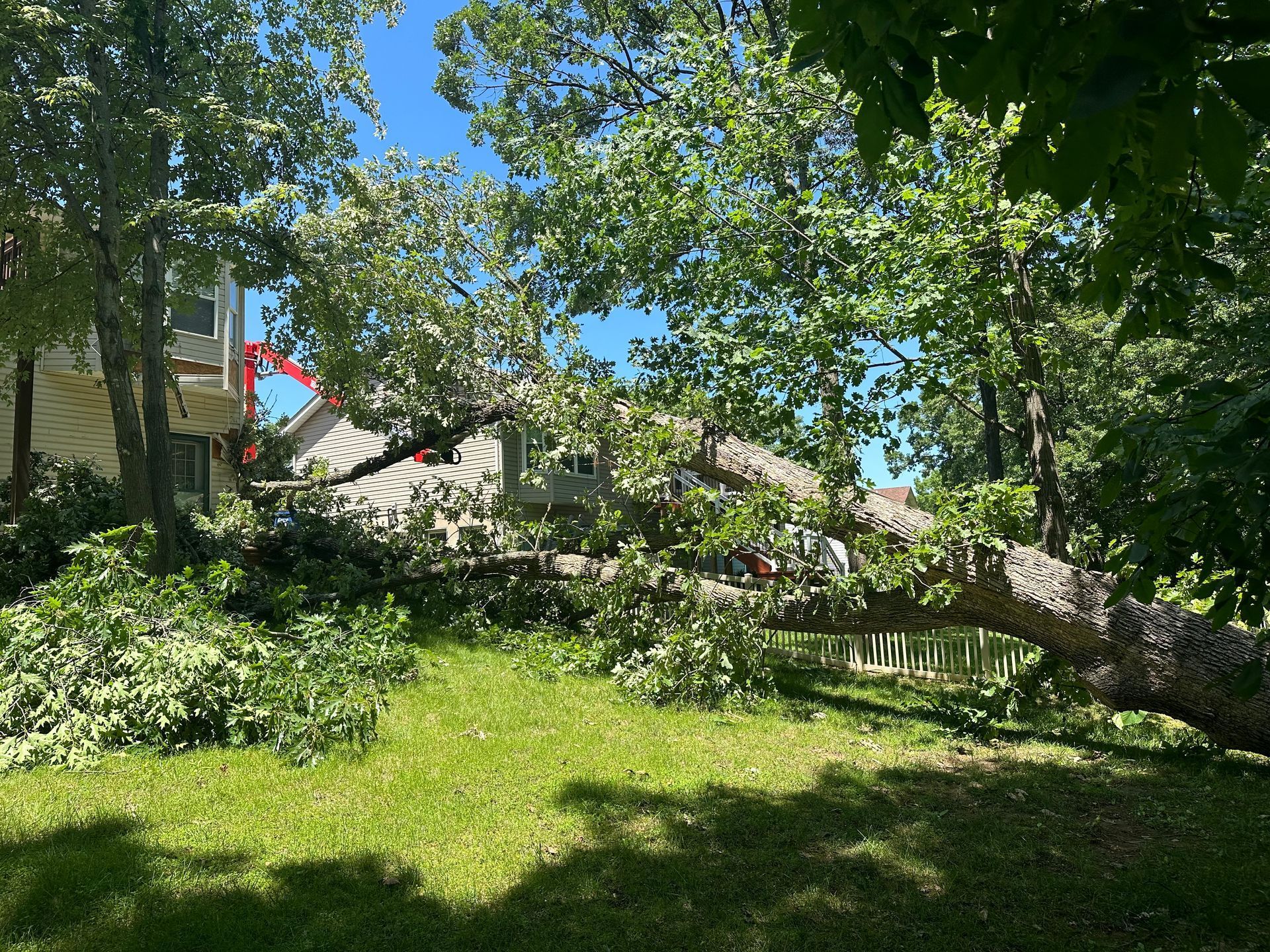 A large tree has fallen on a house, damaging the roof and surrounding area, in a backyard setting.