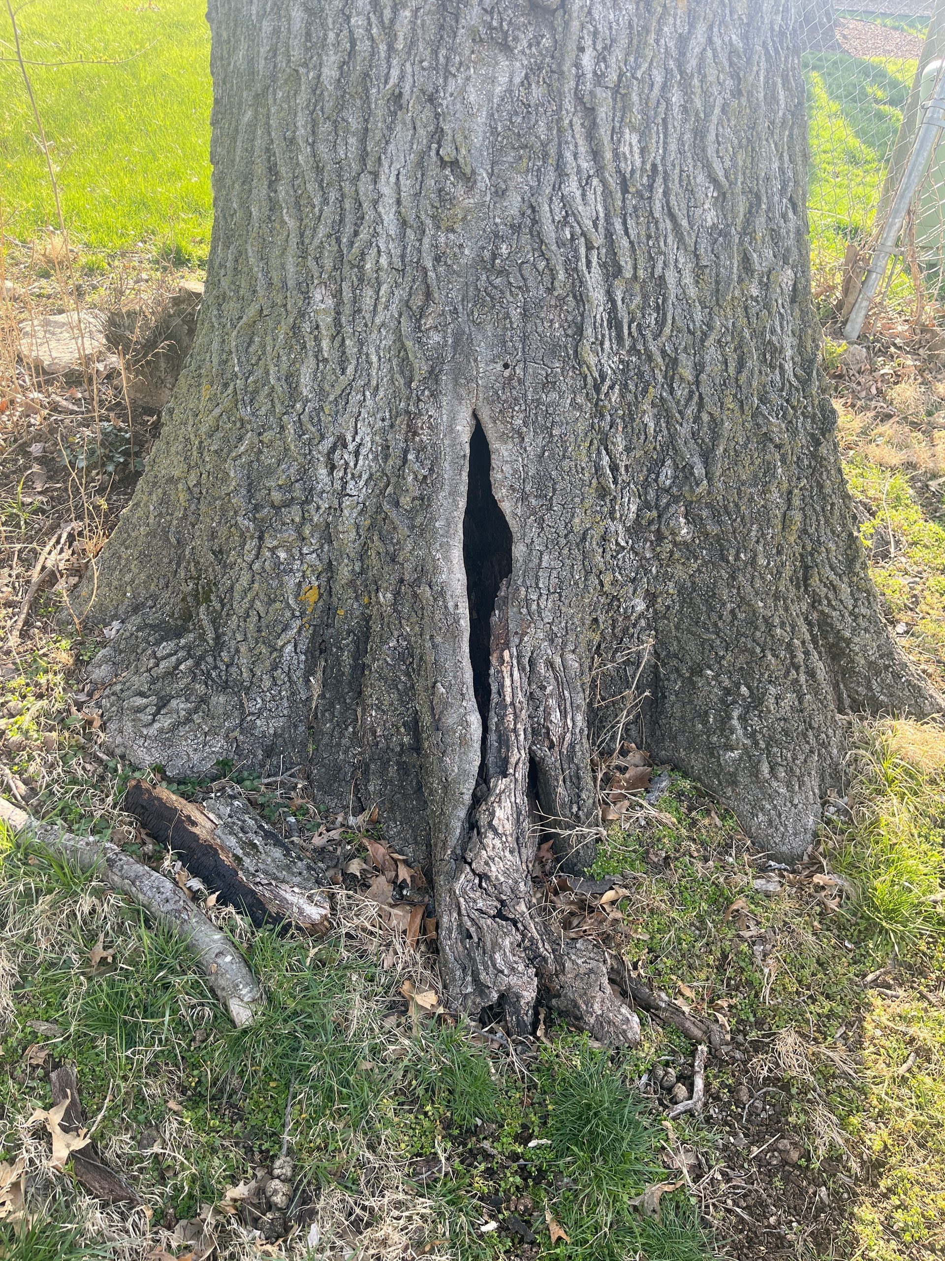 Tree trunk with a large vertical crevice; green grass surrounds the base.