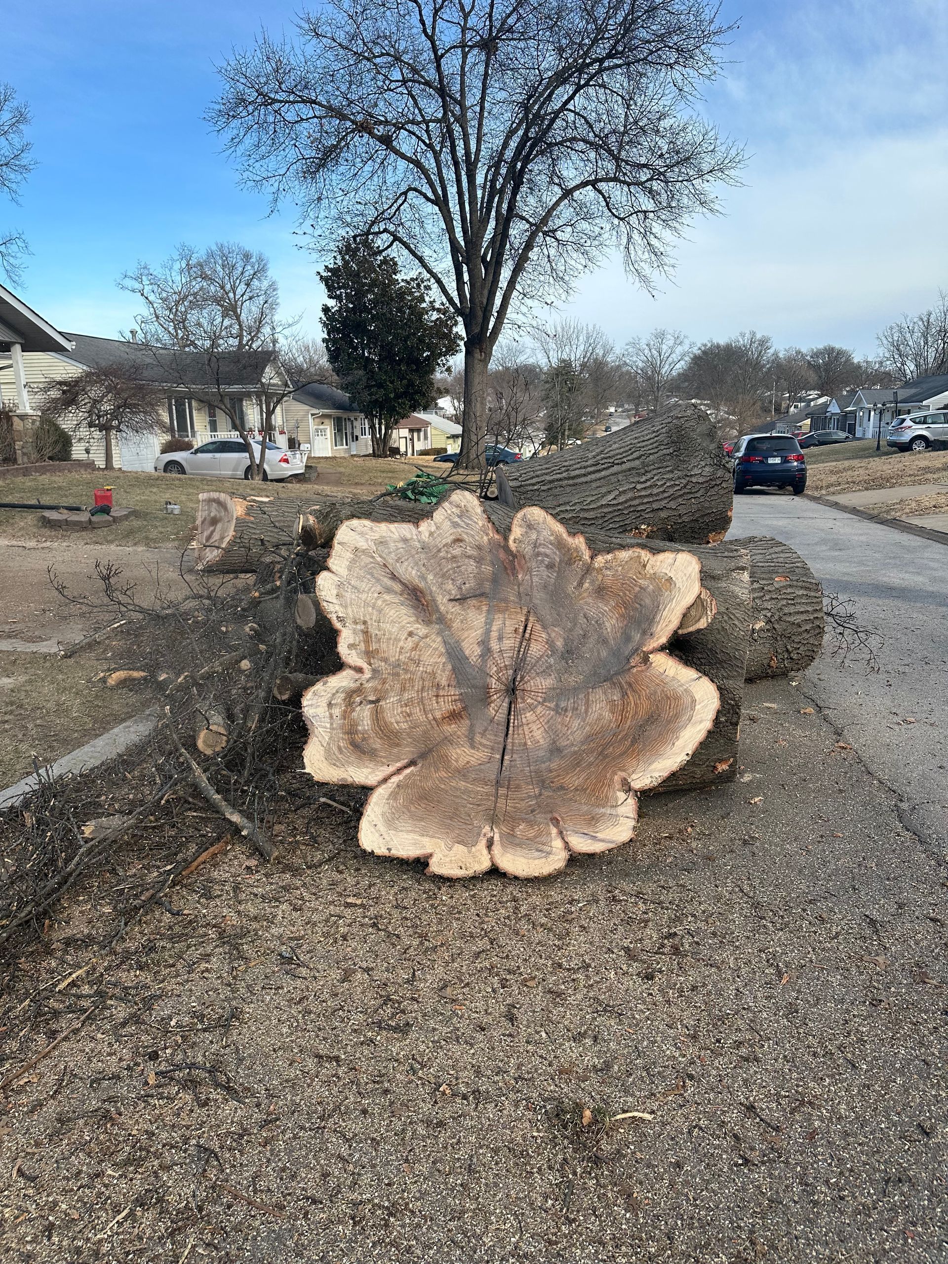Cross-section of a large tree trunk on the ground, cut in a flower-like shape. A residential street is in the background.
