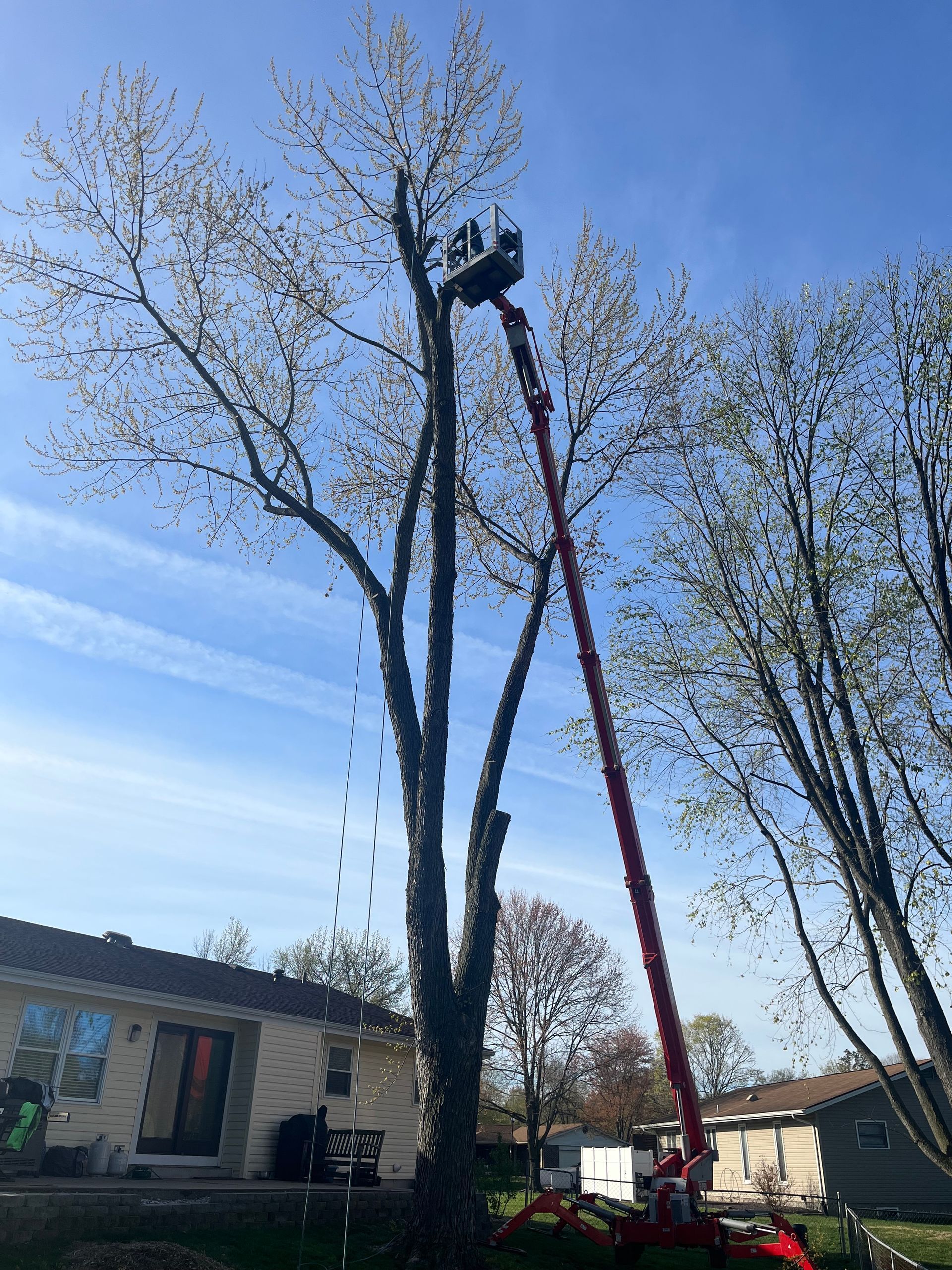 A tree being trimmed by a worker in a cherry picker next to a house under a blue sky.