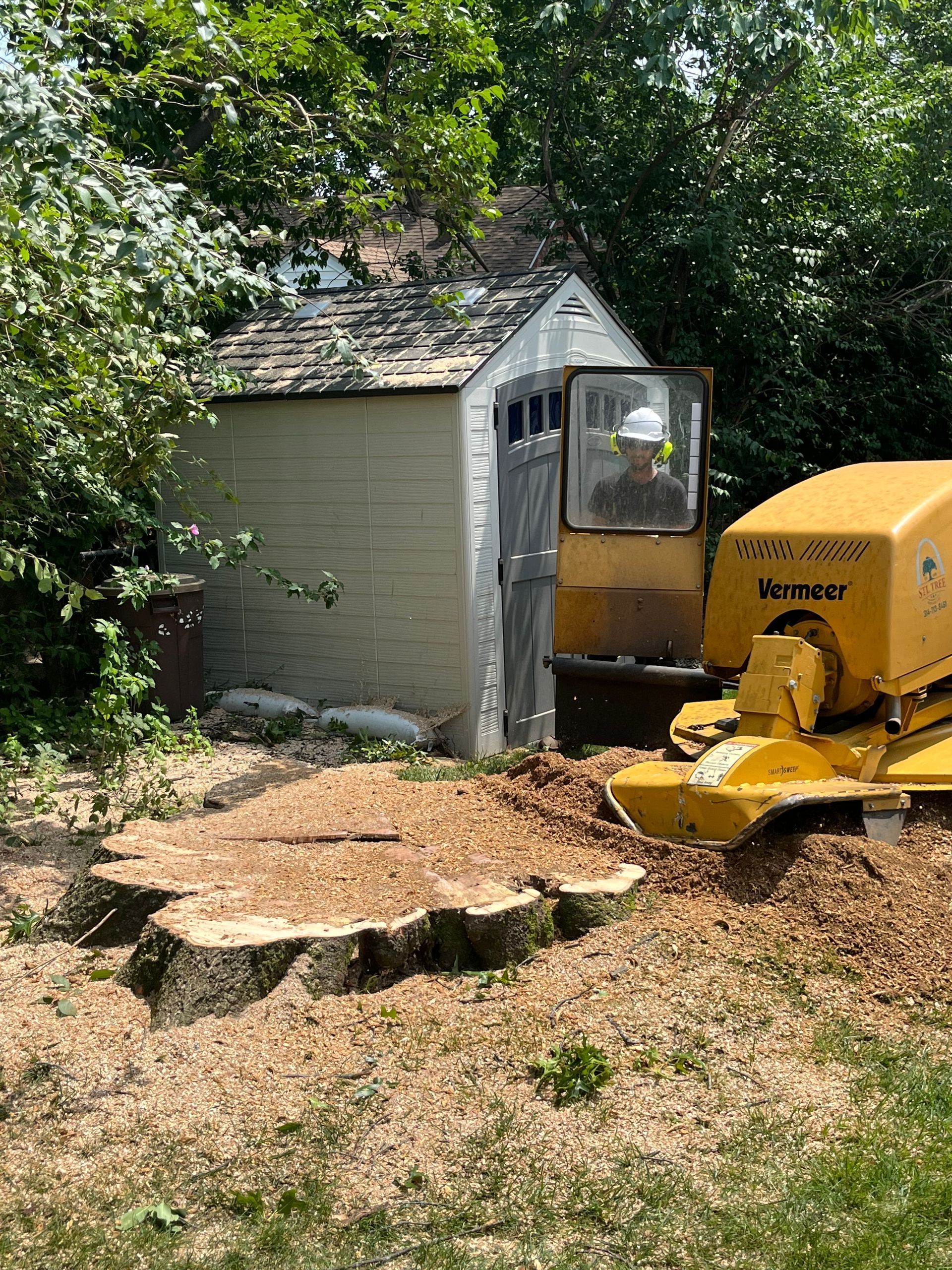 Yellow stump grinder working near a small shed, grinding a large tree stump.