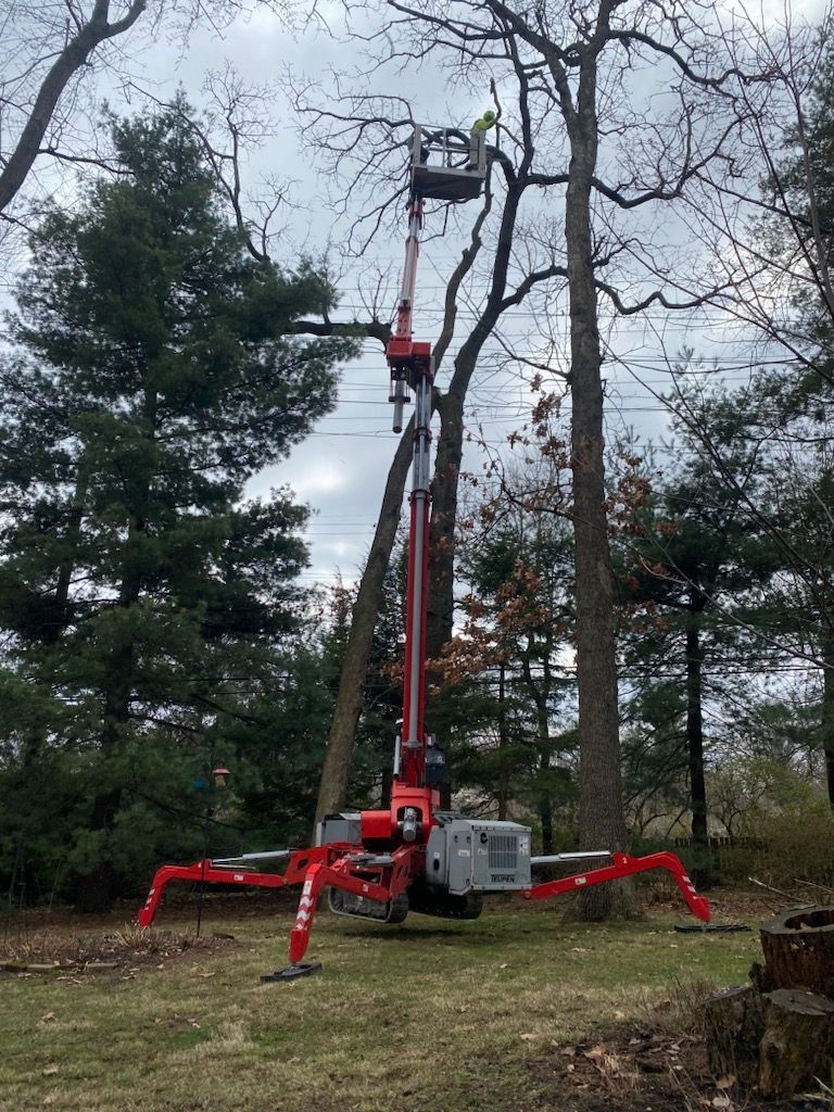 A tree service worker in a red lift bucket pruning a tall tree in a residential yard.
