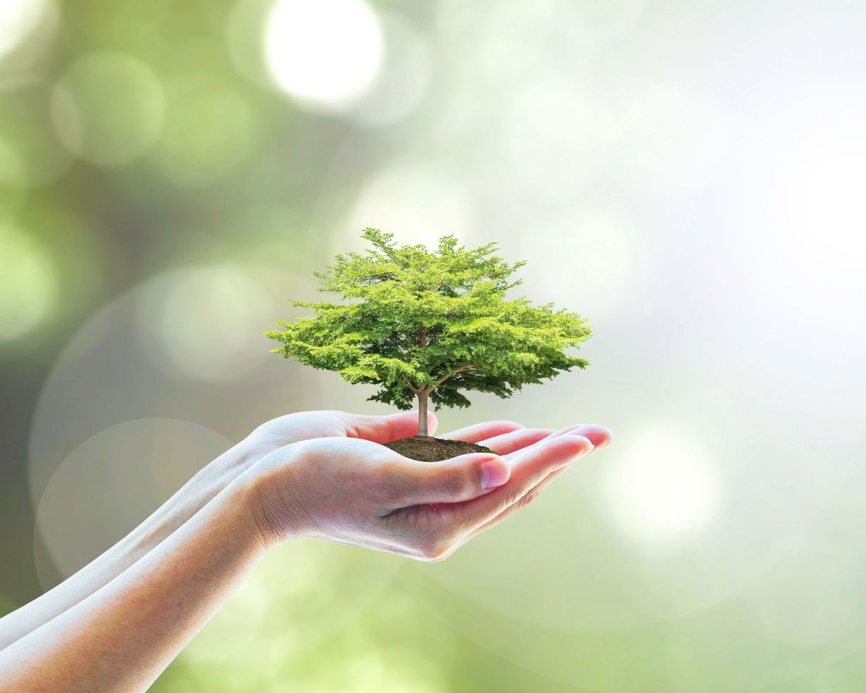 STL Tree Services