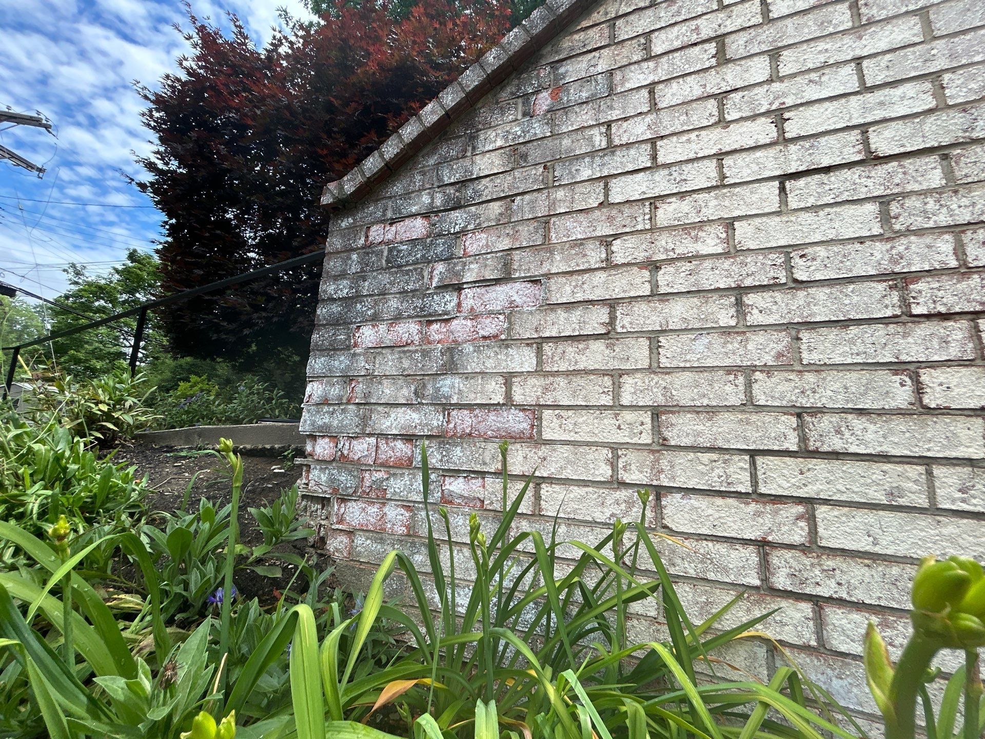 Brick wall with pink marks, next to a garden with green plants and a tree.