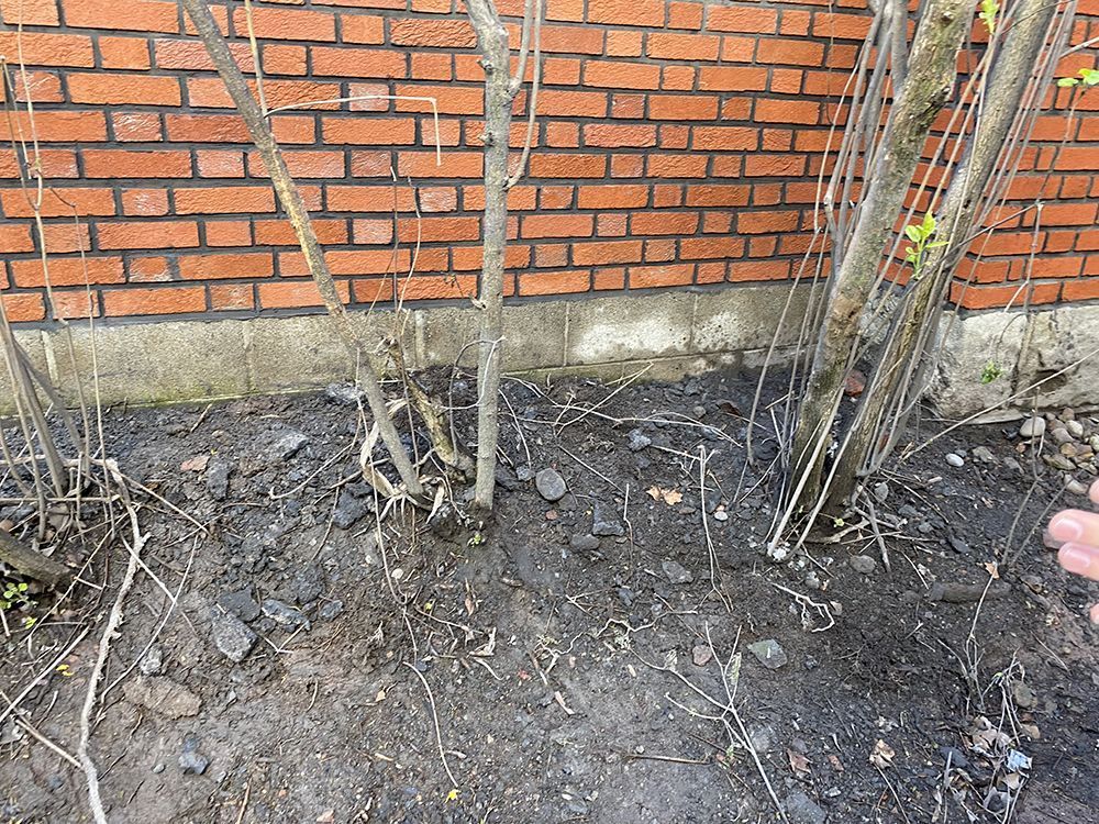Bare shrub stems in dirt bed against a brick wall.