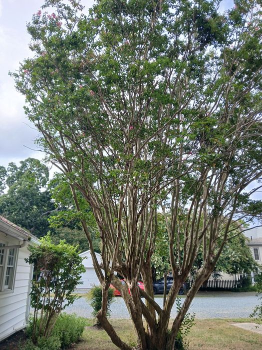 Tree Pruning