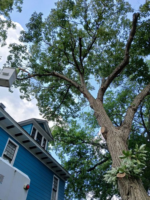 Tree Pruning