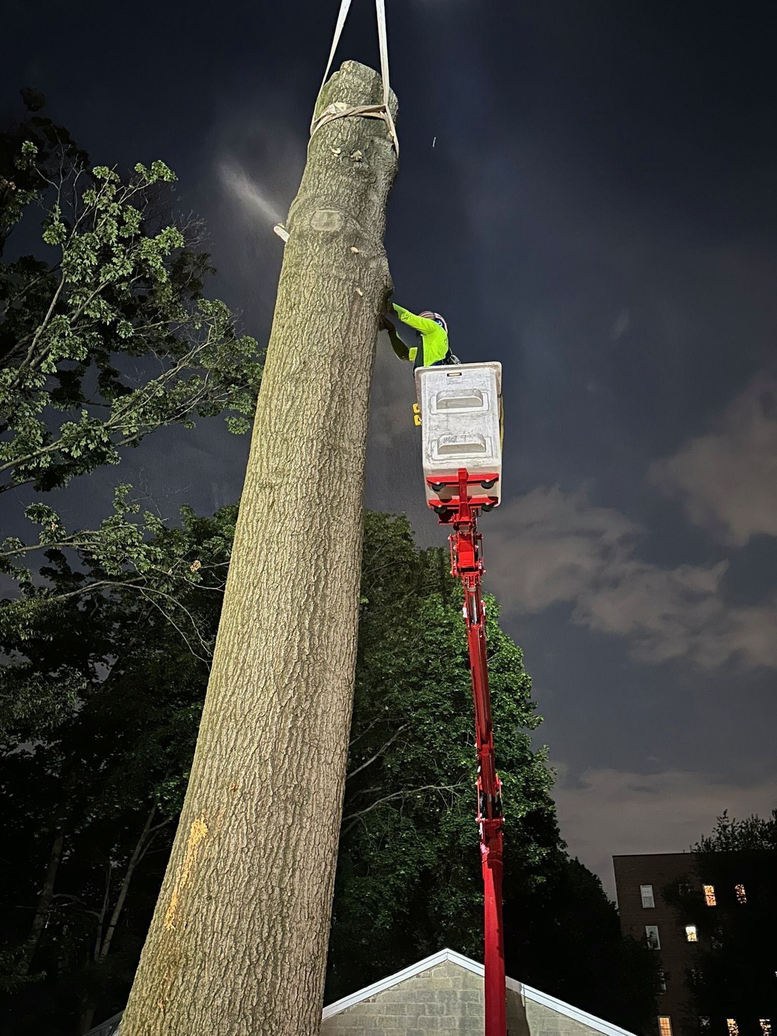 A tree being cut down at night, worker in lift, attached to tree with ropes, dark sky.