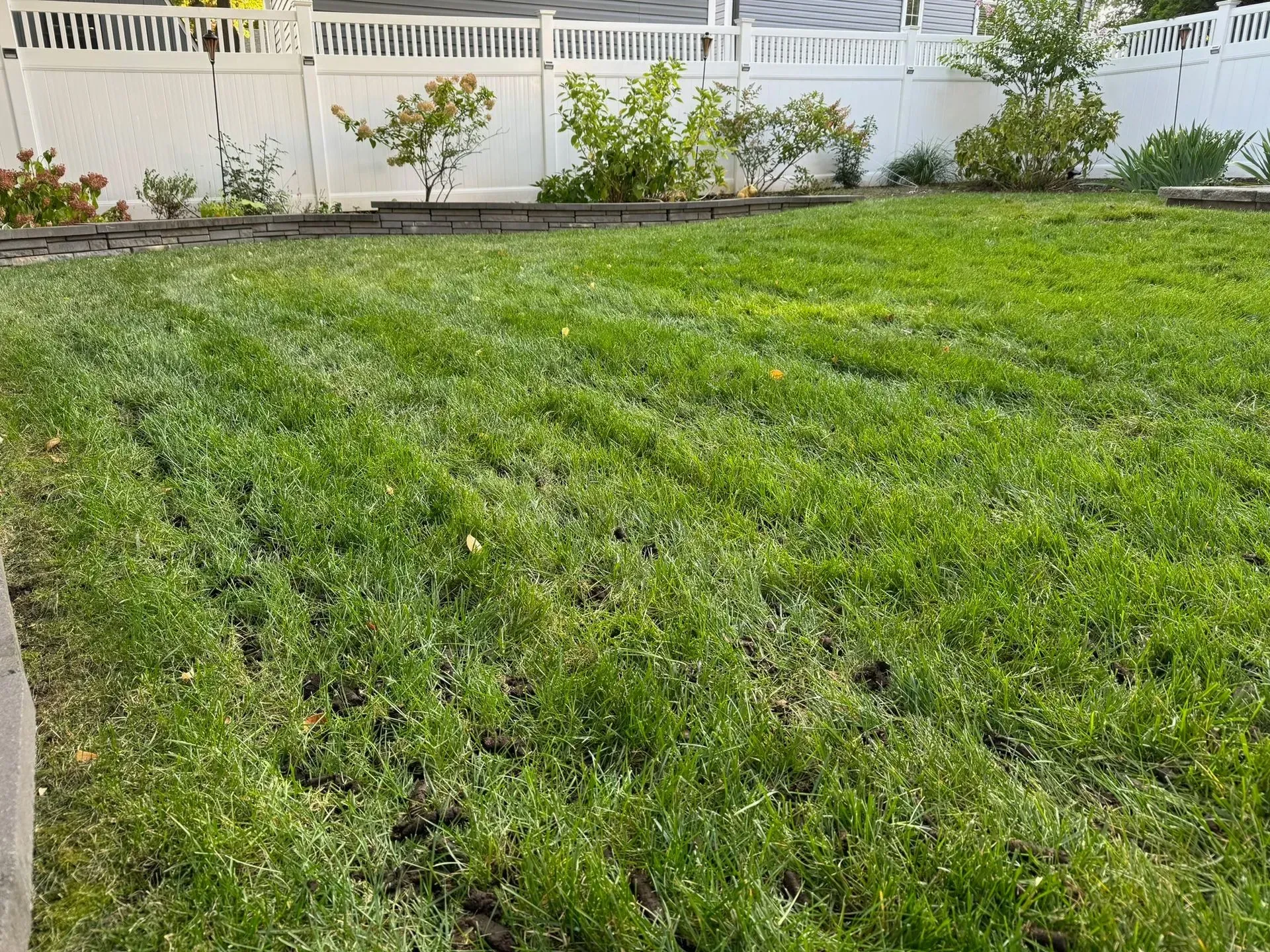 Green grass yard with a white fence and small bushes in the background.