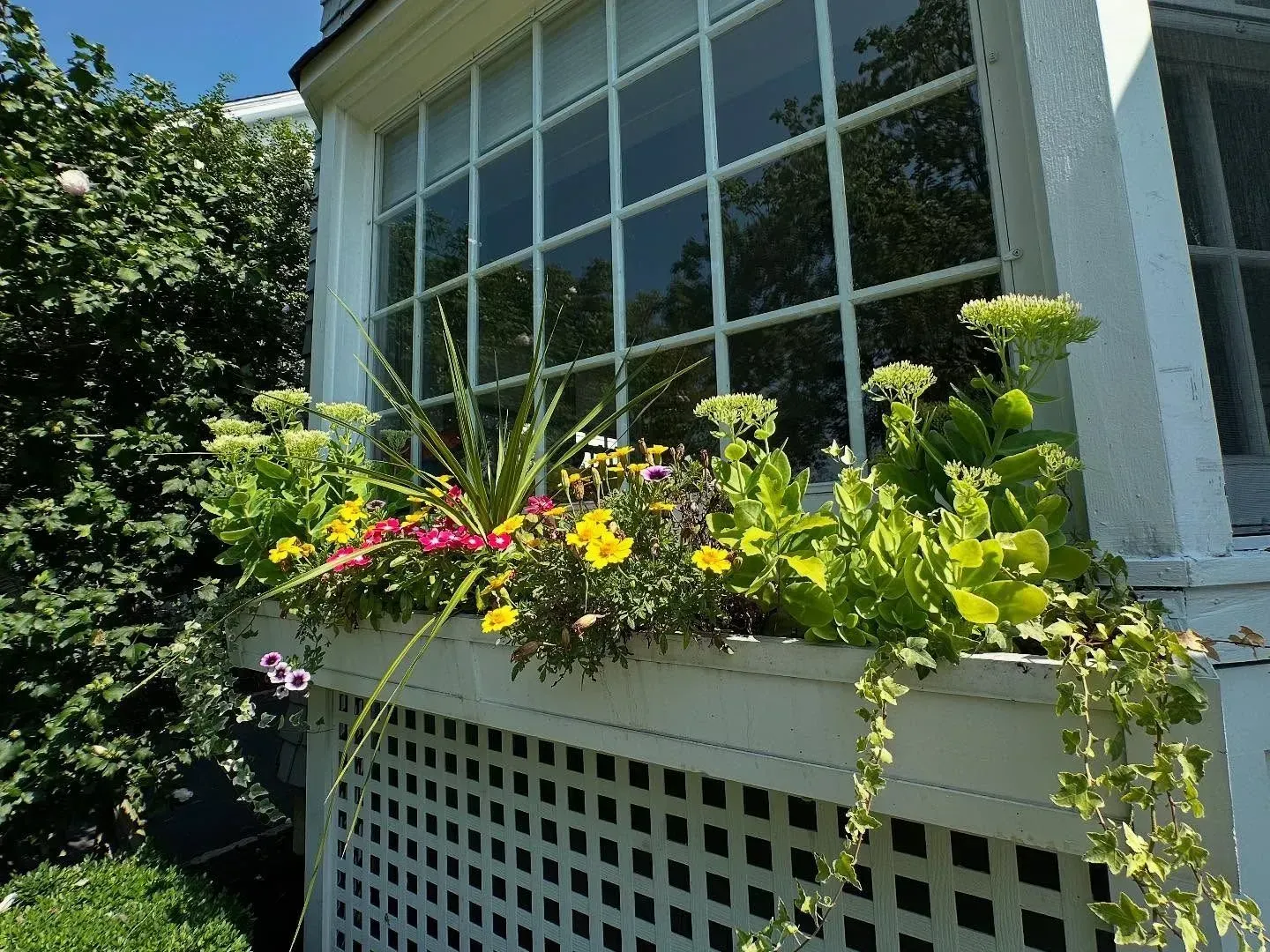 Window box with assorted colorful flowers in front of a white building with grid windows and green foliage.
